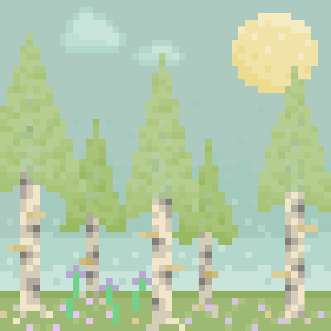 A birch forest